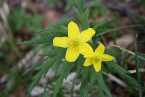 Anemone ranunculoides (1200 x 801)